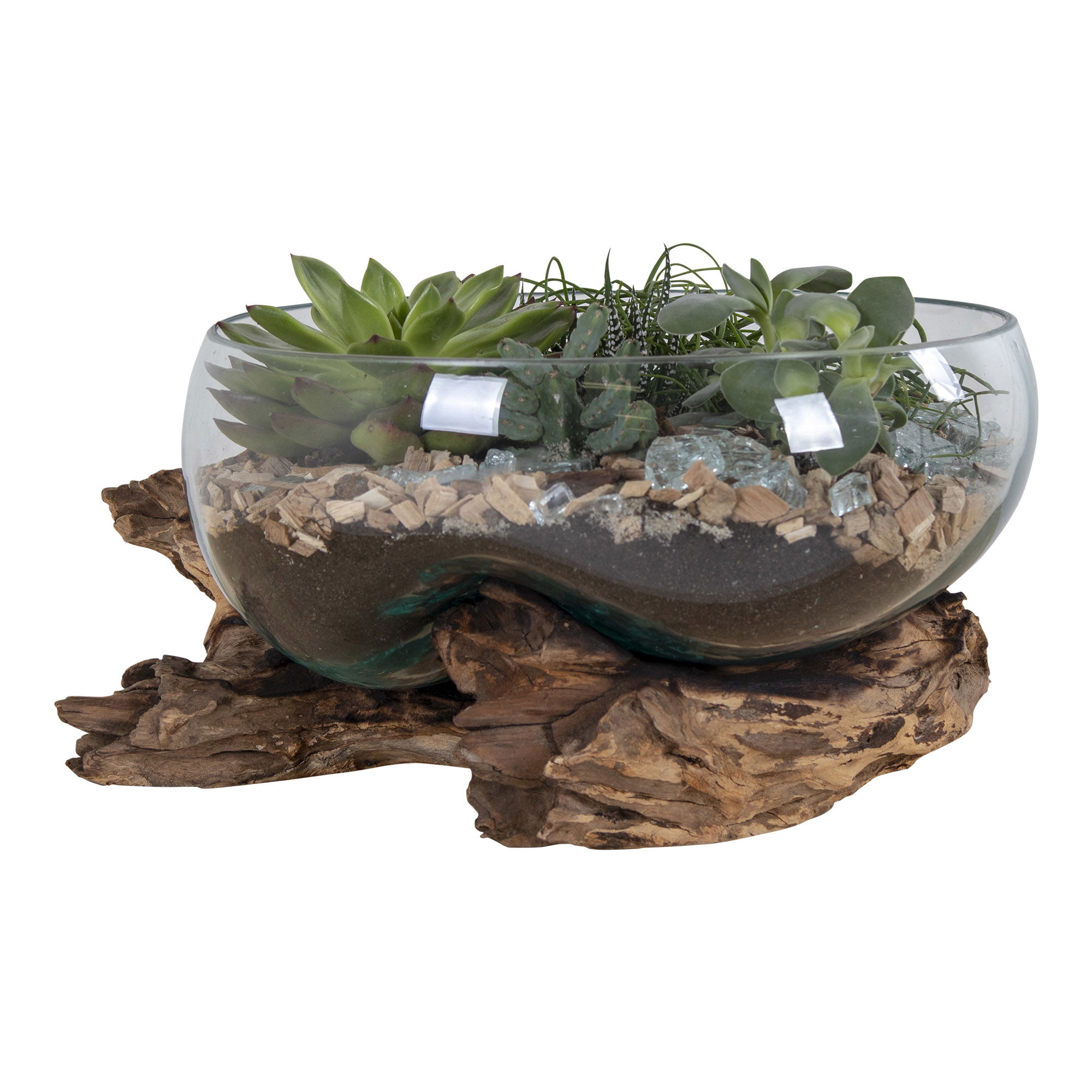 Roślina, Roślina doniczkowa, plantator, Akwarium, Gleba