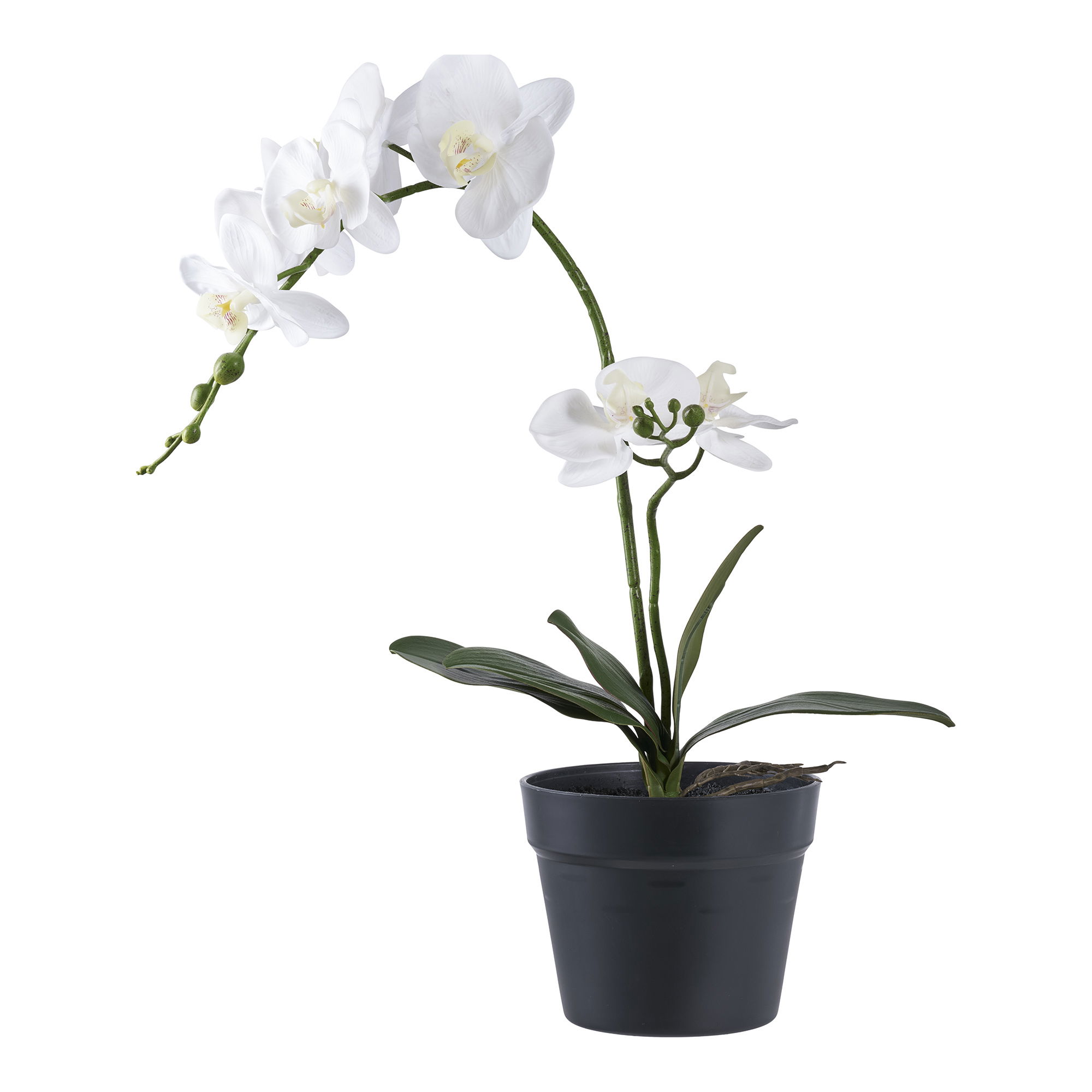 Kwiat, Roślina, Kompozycja kwiatowa, Orchidea